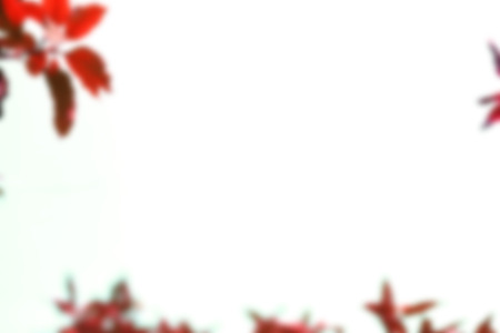 color of leaf on sky viewの写真素材