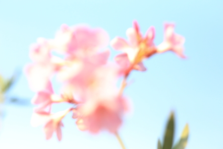 blurred pink flower for backgroundの写真素材