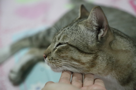 cat portrait, cat lie on the bedの写真素材