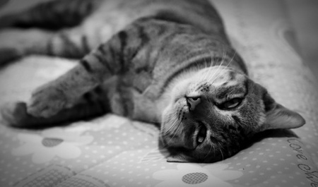 cat portrait, cat lie on the bedの写真素材