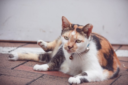 cat portraitの写真素材