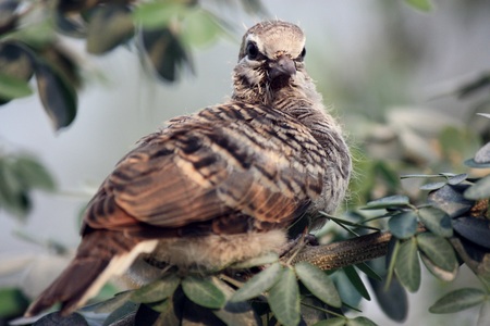 close up of birdの写真素材