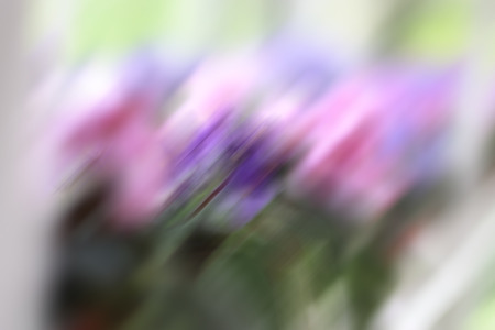 blurred of colorful flowerの写真素材
