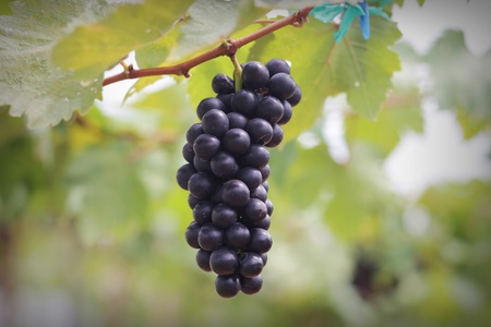 black grape