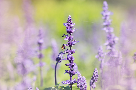 purple flower in the morning with soft toned colorの写真素材
