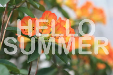 Hello summer on orange flower backgroundの写真素材