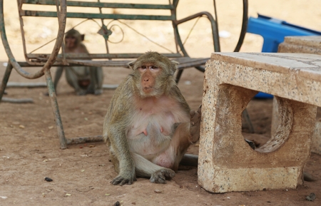 Portrait of monkey - eating, playingの写真素材