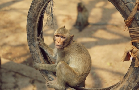 Portrait of monkey - eating, playingの写真素材