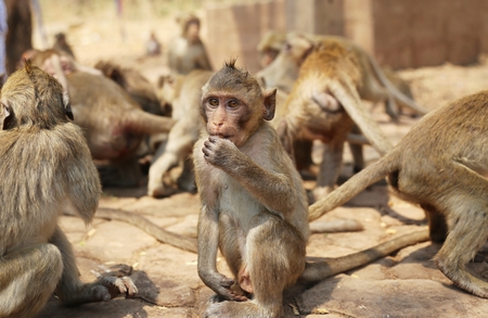 Portrait of monkey - eating, playingの写真素材