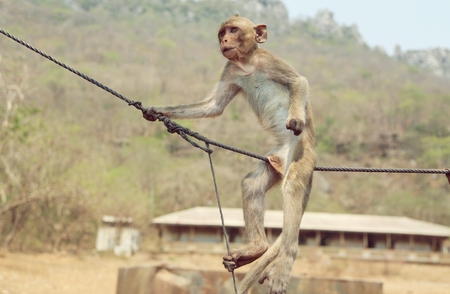 Portrait of monkey - eating, playingの写真素材