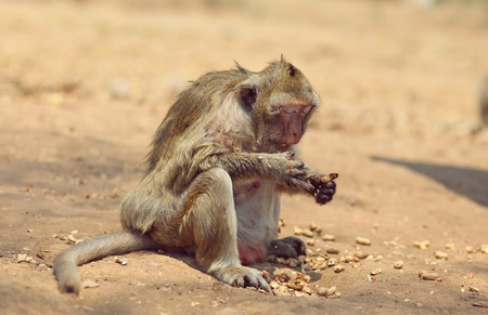 Portrait of monkey - eating, playing