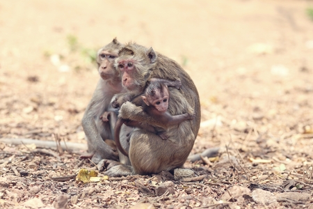Portrait of monkey - eating, playing