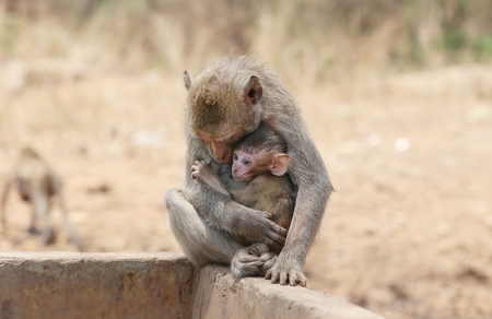 Portrait of monkey - eating, playingの写真素材