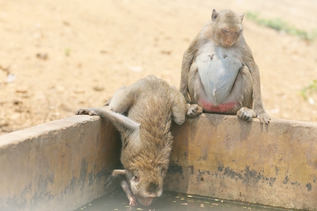 Portrait of monkey - eating, playingの写真素材