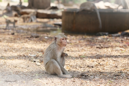 Portrait of monkey - eating, playingの写真素材