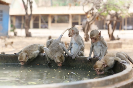 Portrait of monkey - eating, playingの写真素材