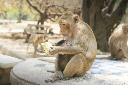 Portrait of monkey - eating, playingの写真素材