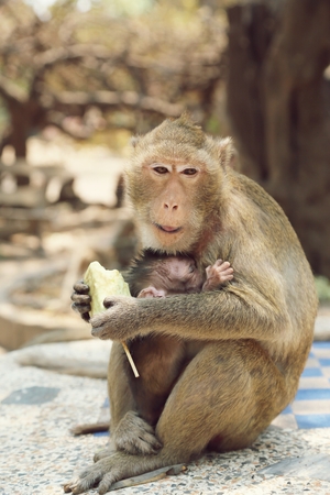 Portrait of monkey - eating, playingの写真素材