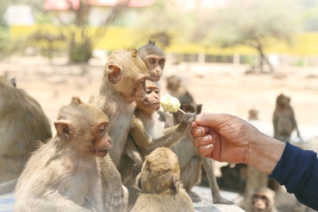Portrait of monkey - eating, playingの写真素材