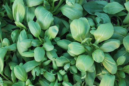 Chinese Flowering Cabbageの写真素材