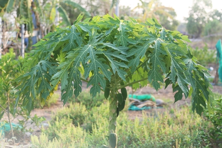 papaya treeの写真素材