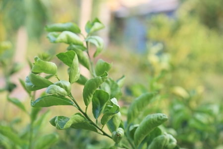 kaffir lime leafの写真素材