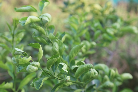 kaffir lime leafの写真素材