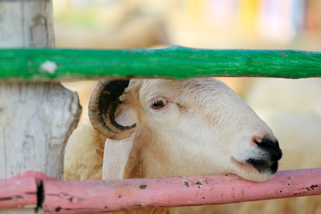 Goatsの写真素材