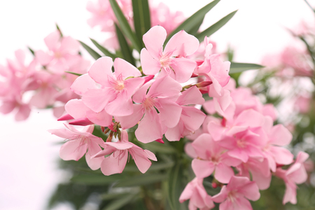 pink flower in Thailandの写真素材