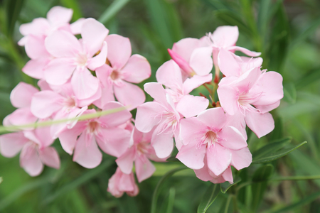 pink flower in Thailandの写真素材
