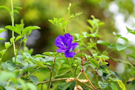 butterfly pea, blue pea: blue flower, purple flowerの写真素材