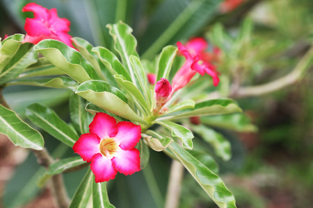 admired, Pink Bignonia, Desert Roseの写真素材