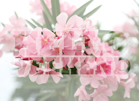 Hello Weekend word on pink flower background