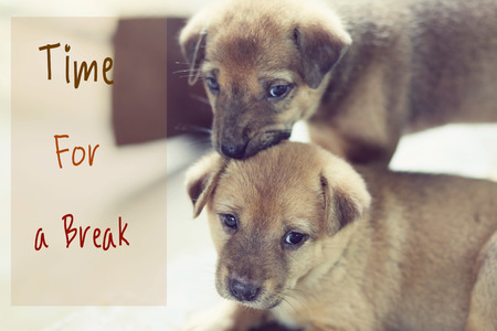 Two little dogs with word time for a breakの写真素材