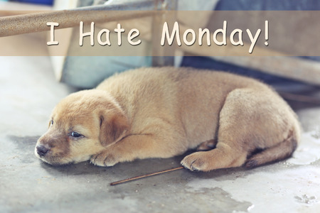lonely dogs with word: I hate Monday!の写真素材