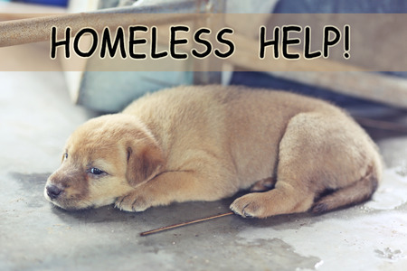 lonely dogs with word: homeless help!の写真素材