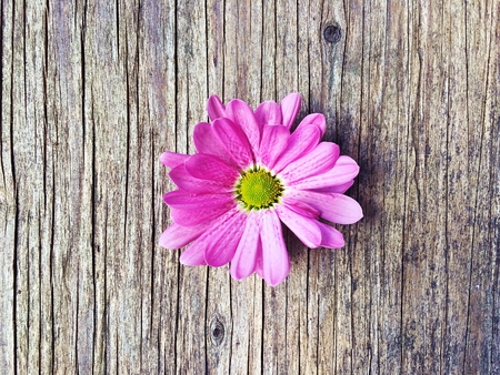 pink flower on wooden backgroundの写真素材