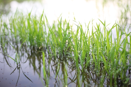 rice green fieldの写真素材