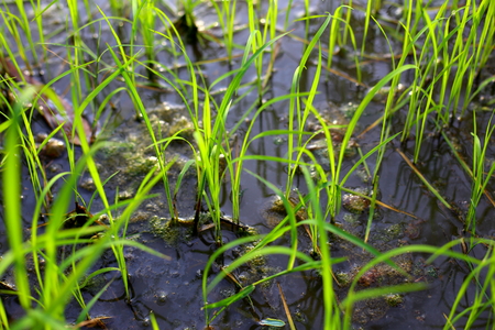 rice plant, green field riceの写真素材