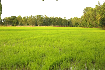 rice plant, green field riceの写真素材