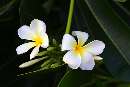 White Plumeria, white flowerの写真素材