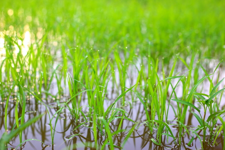 rice plant, green field riceの写真素材