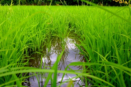 rice plant, green field of riceの写真素材