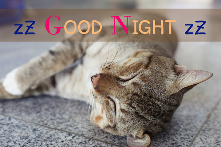 Fat cat sleeping on the floorの写真素材