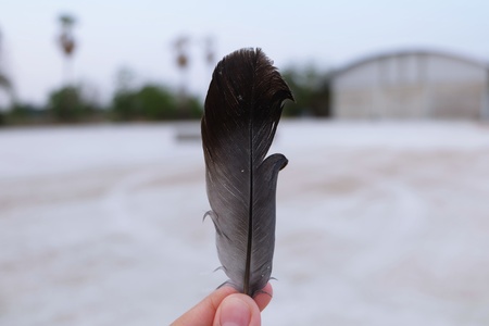 hand holding featherの写真素材