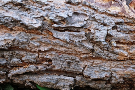 big trunk tree backgroundの写真素材