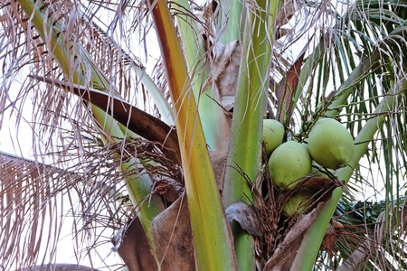 Coconut