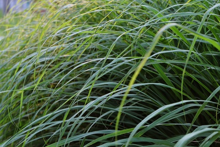 lemon grass leafsの写真素材