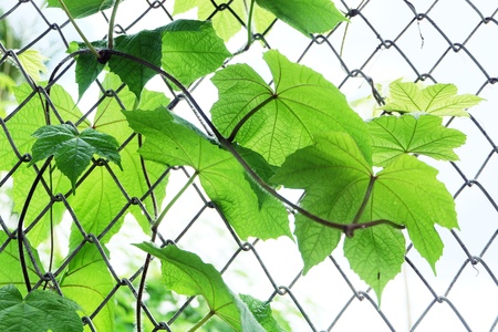 Leafs on fence