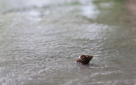 snailの写真素材